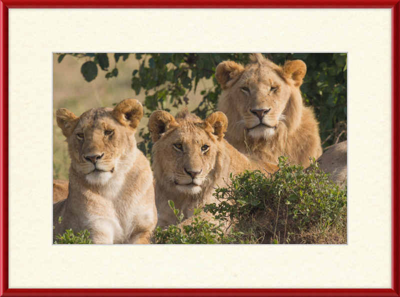 Lions Family Portrait Masai Mara - Great Pictures Framed