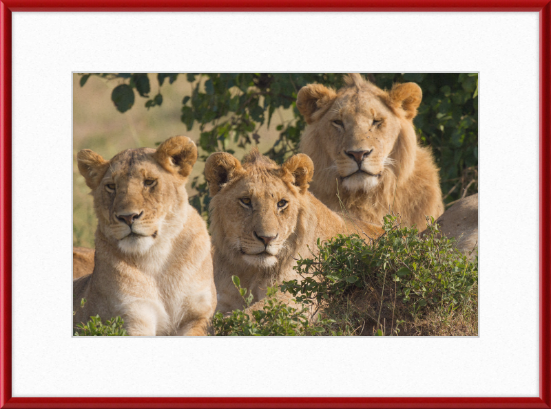 Lions Family Portrait Masai Mara - Great Pictures Framed