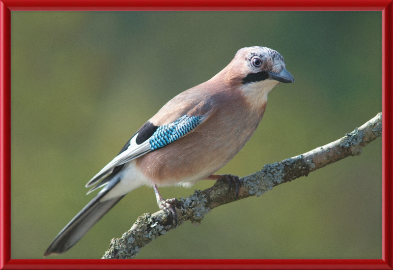 Garrulus Glandarius - Great Pictures Framed