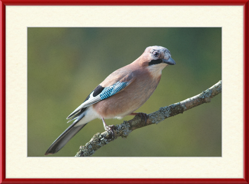 Garrulus Glandarius - Great Pictures Framed