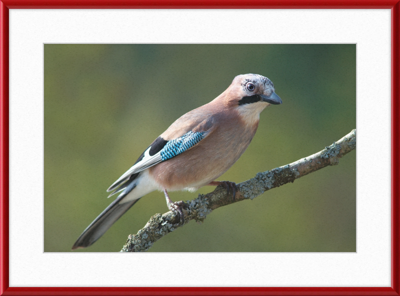 Garrulus Glandarius - Great Pictures Framed