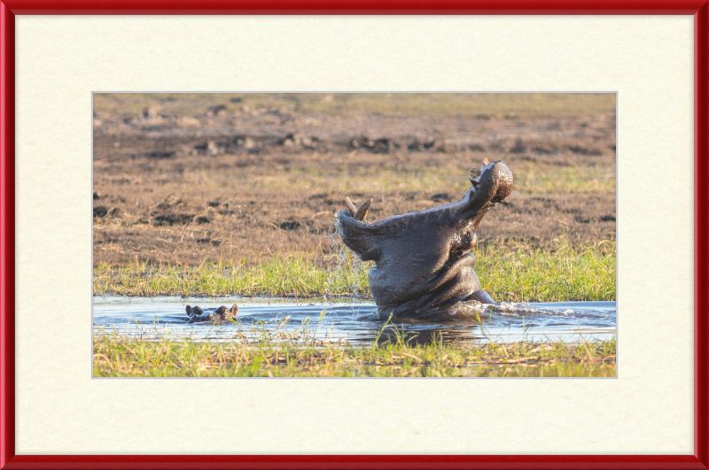 Hippopotamus amphibius, Parque Nacional de Chobe, Botswana - Great Pictures Framed