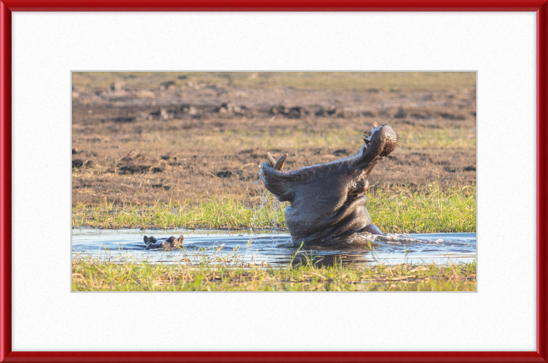 Hippopotamus amphibius, Parque Nacional de Chobe, Botswana - Great Pictures Framed