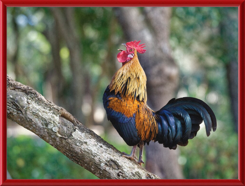 Junglefowl on Tree - Great Pictures Framed