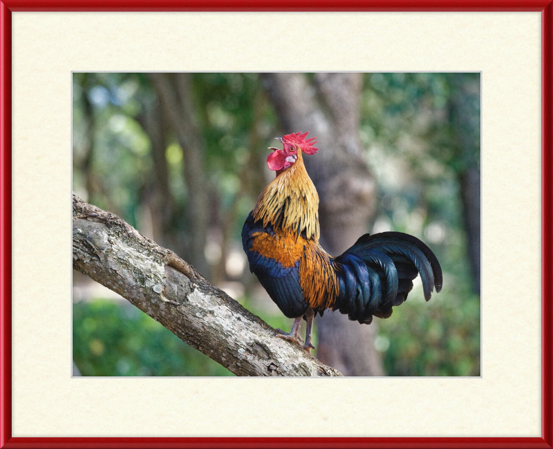 Junglefowl on Tree - Great Pictures Framed