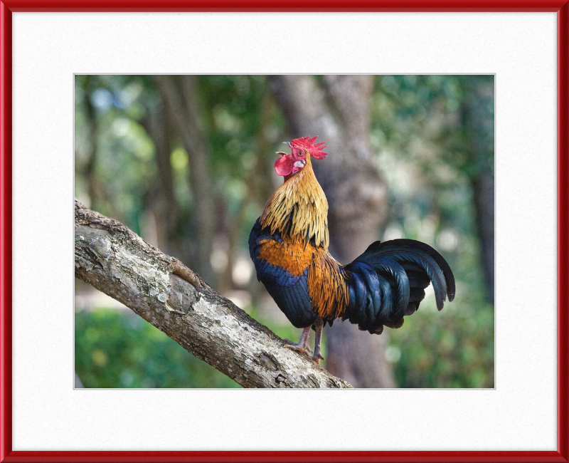 Junglefowl on Tree - Great Pictures Framed