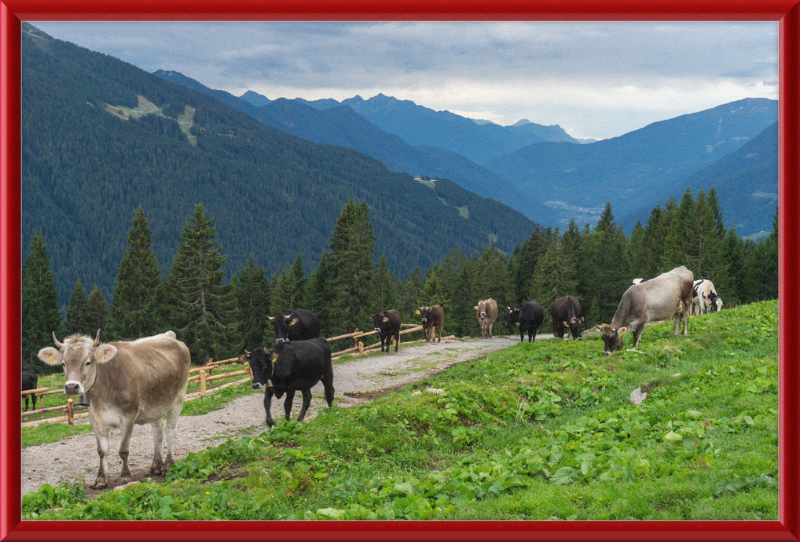 Grazing Cows at the Ritorto Hut (Adamello Brenta Nature Reserve) - Great Pictures Framed
