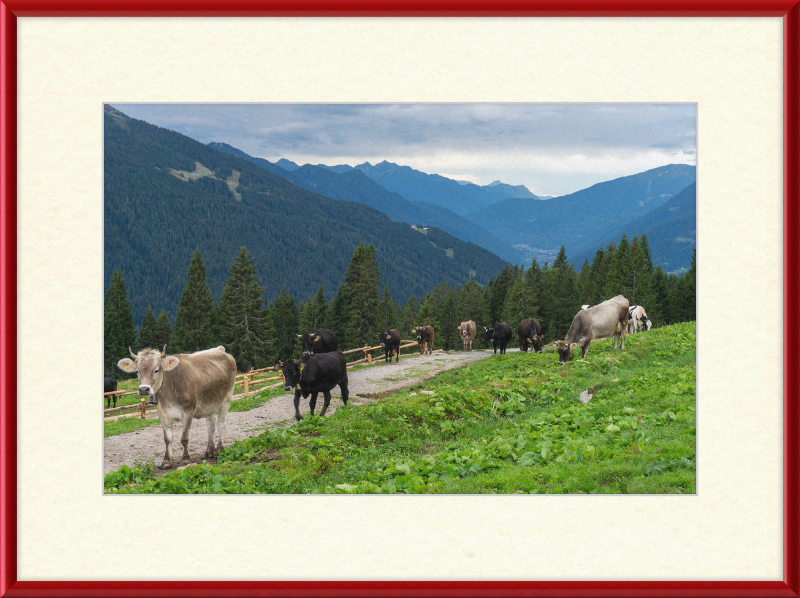 Grazing Cows at the Ritorto Hut (Adamello Brenta Nature Reserve) - Great Pictures Framed