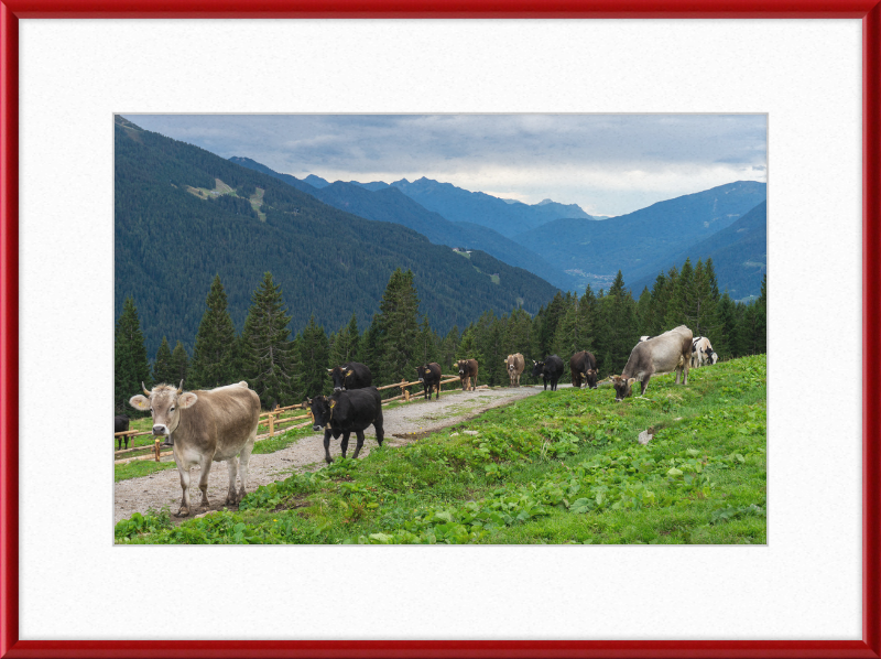 Grazing Cows at the Ritorto Hut (Adamello Brenta Nature Reserve) - Great Pictures Framed