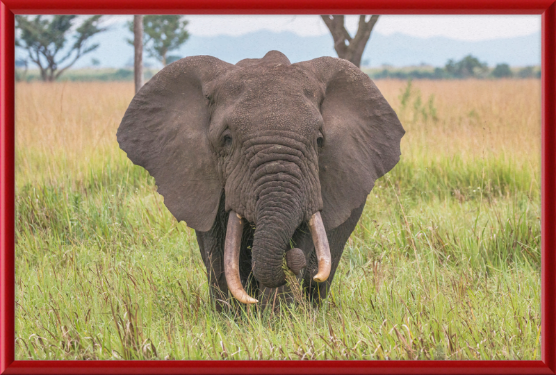 An African Elephant - Great Pictures Framed