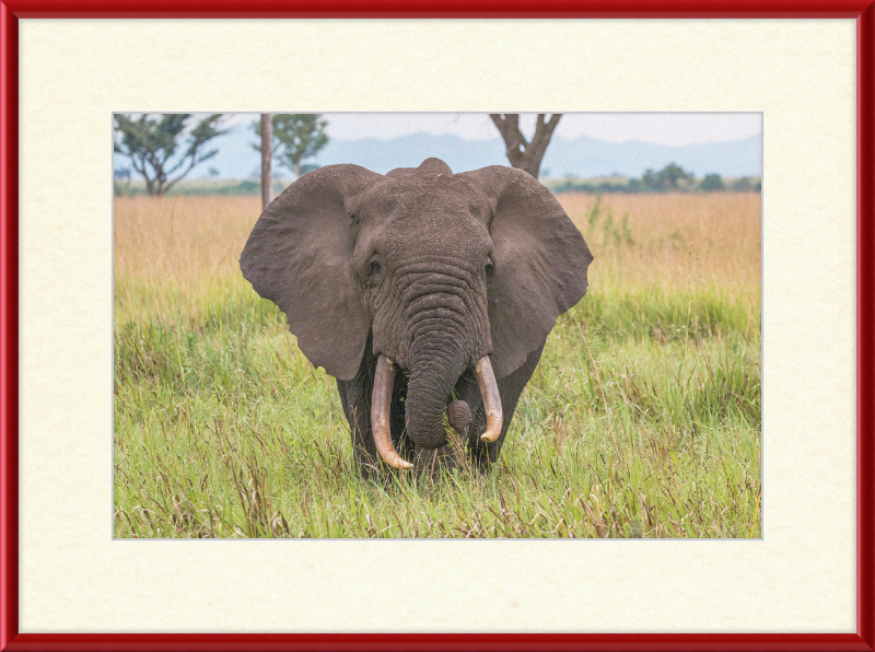 An African Elephant - Great Pictures Framed