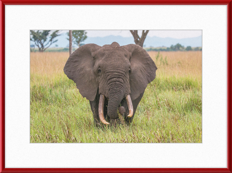 An African Elephant - Great Pictures Framed