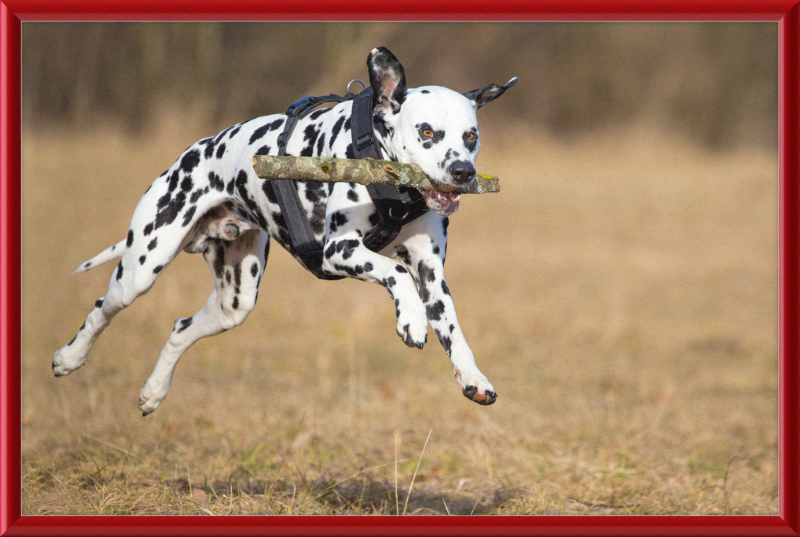 Dalmatian Fetching a Stick - Great Pictures Framed