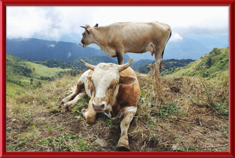 Cows in the Caucasus Mountains - Great Pictures Framed