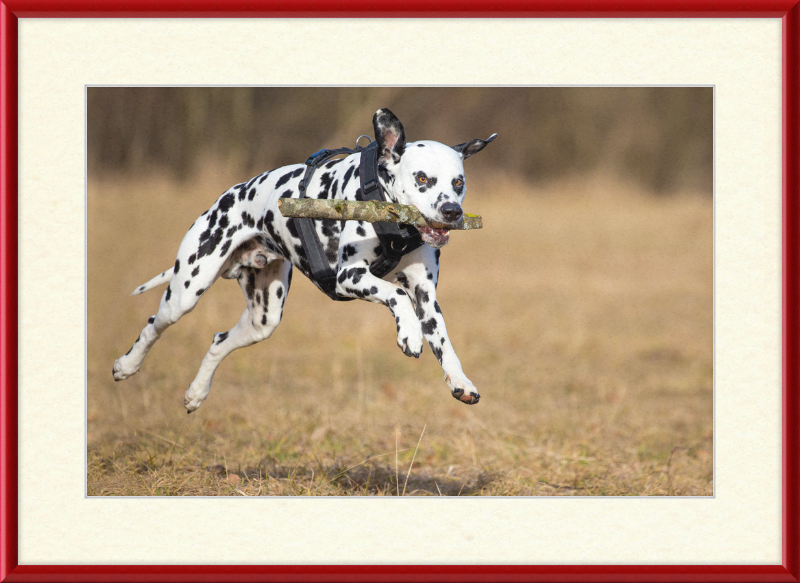 Dalmatian Fetching a Stick - Great Pictures Framed