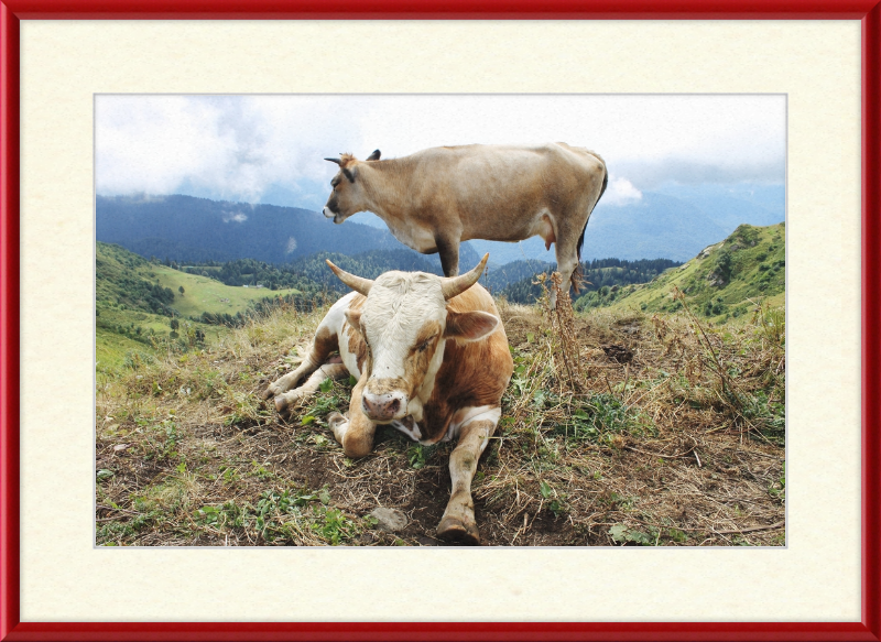 Cows in the Caucasus Mountains - Great Pictures Framed