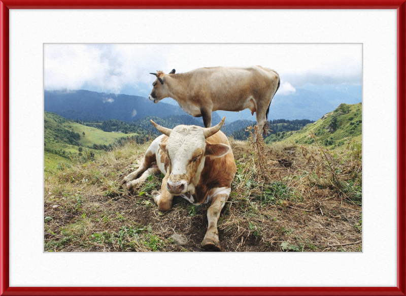 Cows in the Caucasus Mountains - Great Pictures Framed