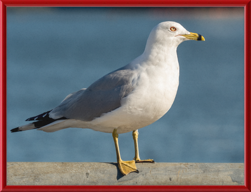Ring-billed Gull in Red Hook - Great Pictures Framed