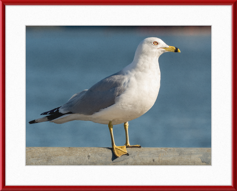 Ring-billed Gull in Red Hook - Great Pictures Framed