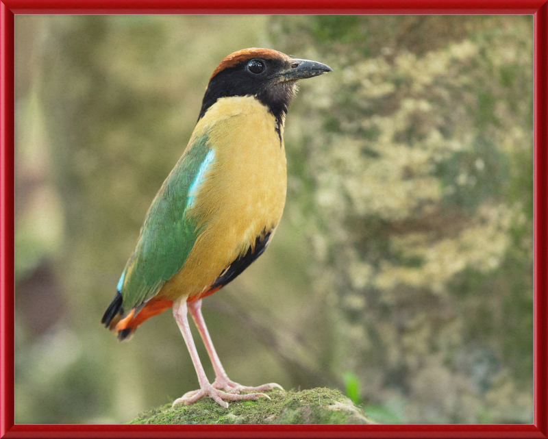 Pitta Versicolor - Kembla Heights - Great Pictures Framed