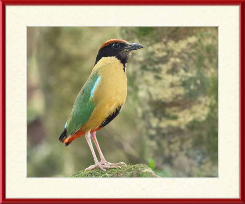 Pitta Versicolor - Kembla Heights - Great Pictures Framed