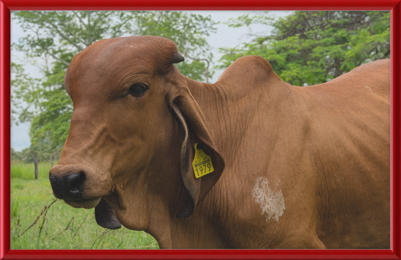 A Regal Cow in Baláncan, Mexico - Great Pictures Framed