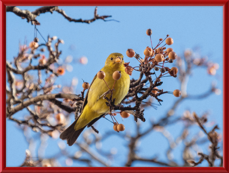 Western Tanager in Chelsea - Great Pictures Framed