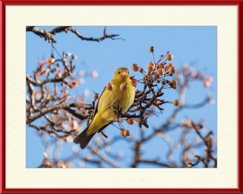 Western Tanager in Chelsea - Great Pictures Framed