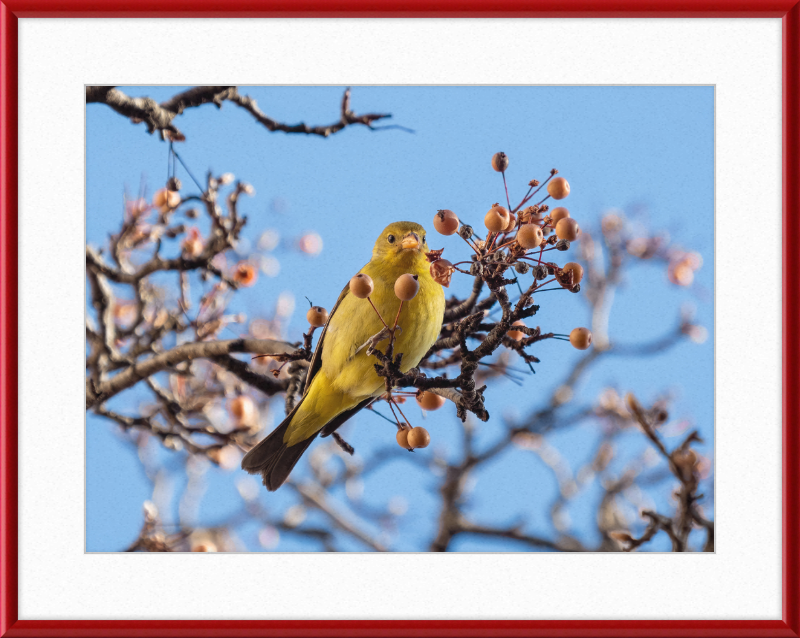Western Tanager in Chelsea - Great Pictures Framed
