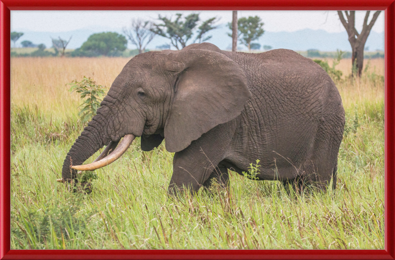 An African Elephant - Great Pictures Framed
