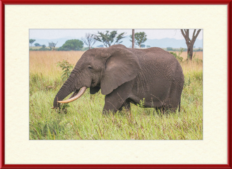 An African Elephant - Great Pictures Framed