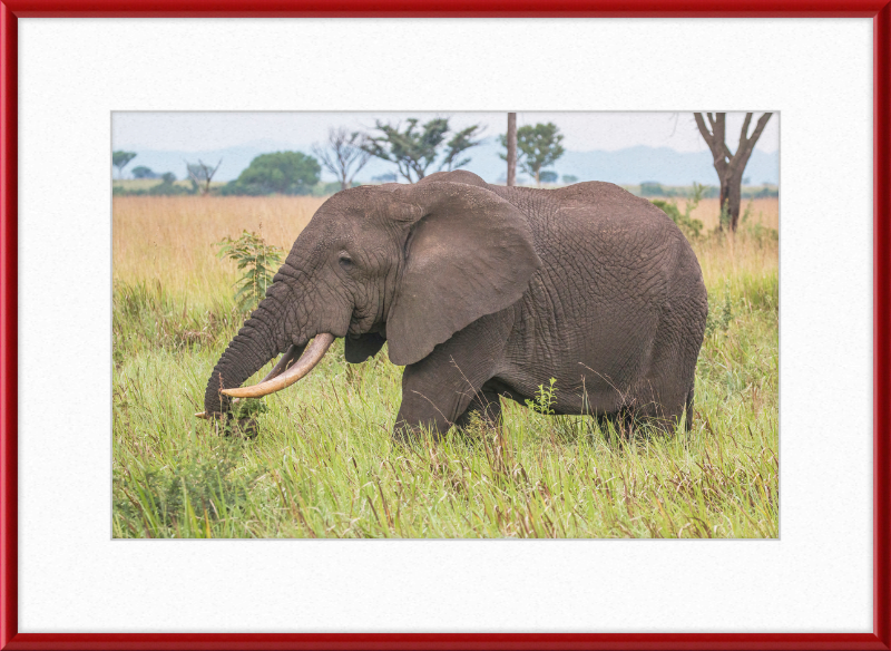 An African Elephant - Great Pictures Framed
