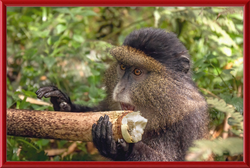 Golden Monkey Eating - Great Pictures Framed