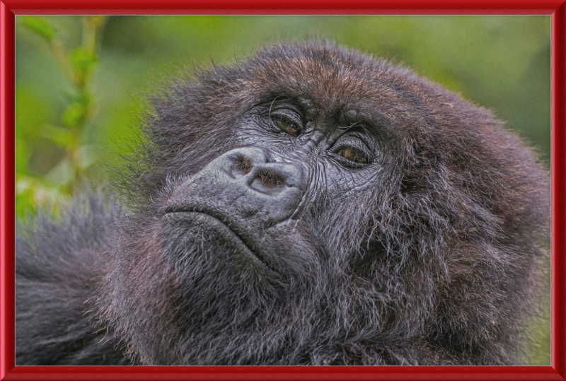 Another Mountain Gorilla in Rwanda - Great Pictures Framed