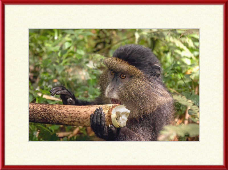 Golden Monkey Eating - Great Pictures Framed