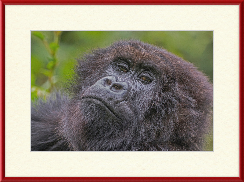 Another Mountain Gorilla in Rwanda - Great Pictures Framed
