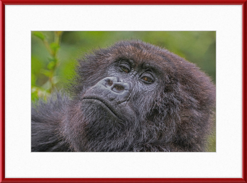 Another Mountain Gorilla in Rwanda - Great Pictures Framed