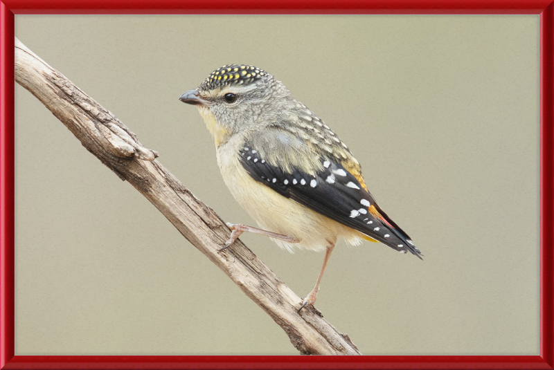 Pardalotus Punctatus - Glen Davis - Great Pictures Framed
