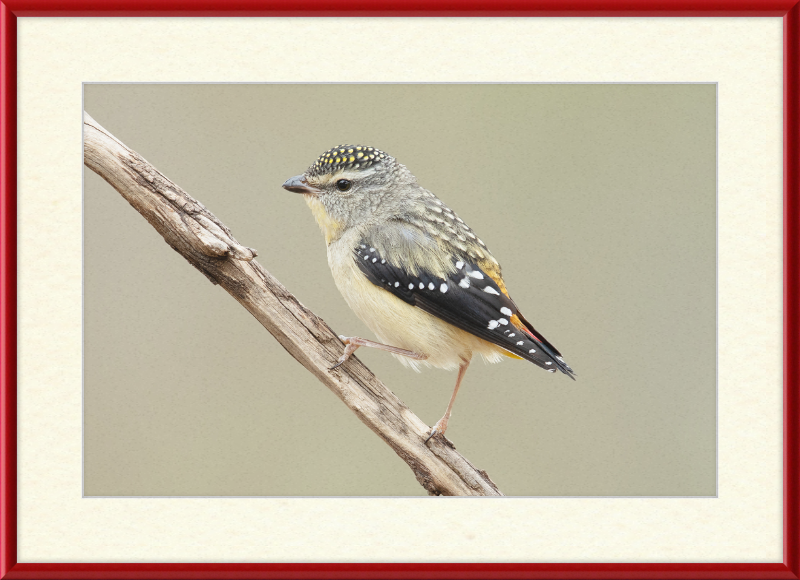 Pardalotus Punctatus - Glen Davis - Great Pictures Framed