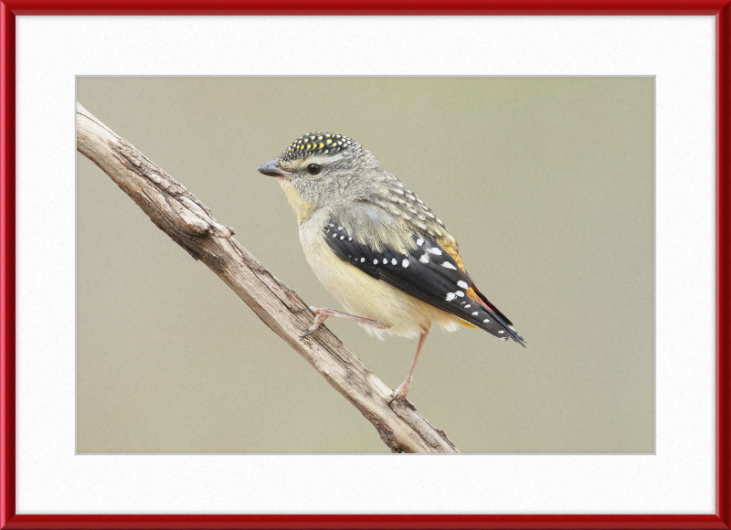 Pardalotus Punctatus - Glen Davis - Great Pictures Framed