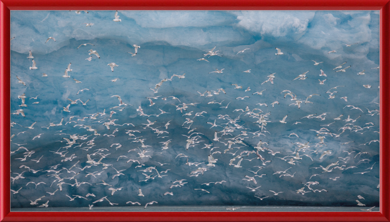 Kittywakes (Rissa Tridactyla) Hunting Fish at a Glacier on Svalbard - Great Pictures Framed