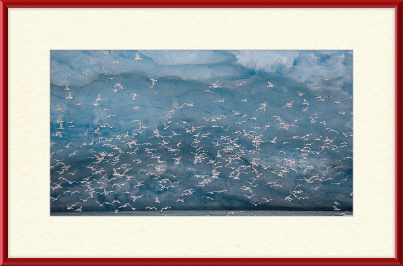 Kittywakes (Rissa Tridactyla) Hunting Fish at a Glacier on Svalbard - Great Pictures Framed
