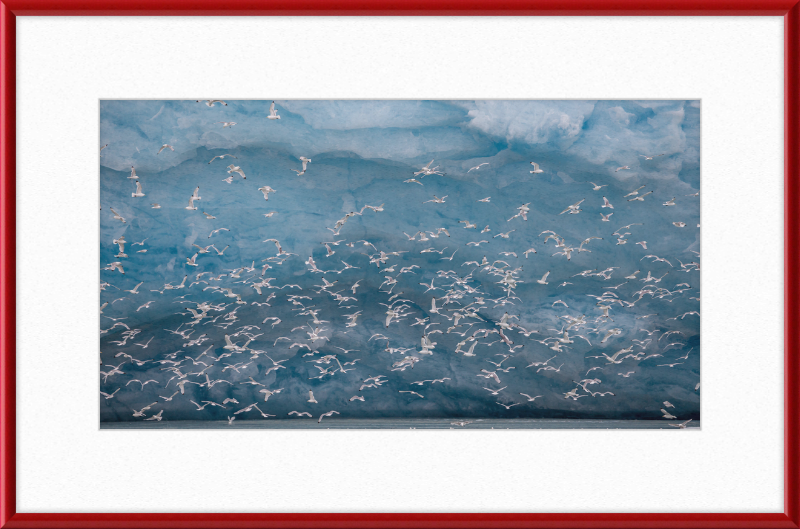 Kittywakes (Rissa Tridactyla) Hunting Fish at a Glacier on Svalbard - Great Pictures Framed