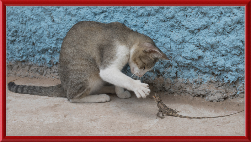The Cat and the Lizard - Great Pictures Framed