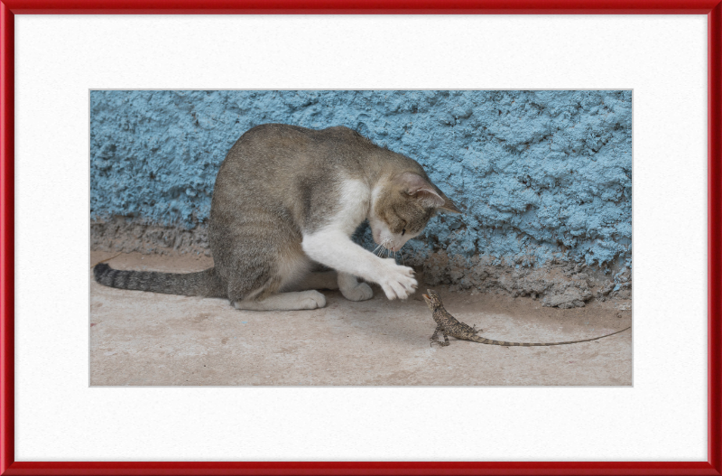 The Cat and the Lizard - Great Pictures Framed