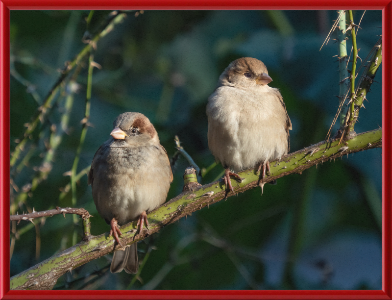 House Sparrows - Great Pictures Framed