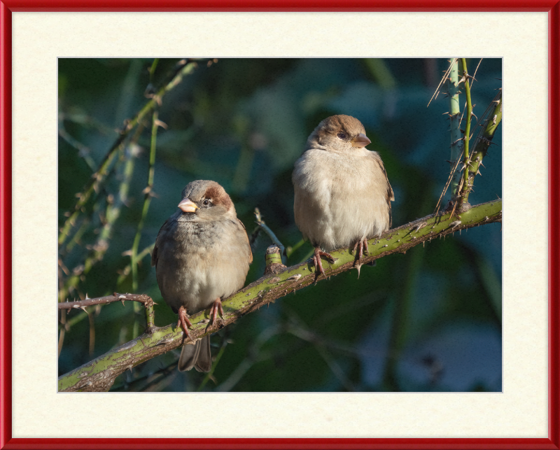 House Sparrows - Great Pictures Framed