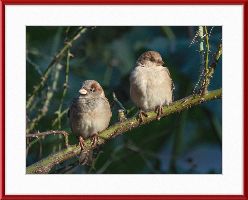 House Sparrows - Great Pictures Framed