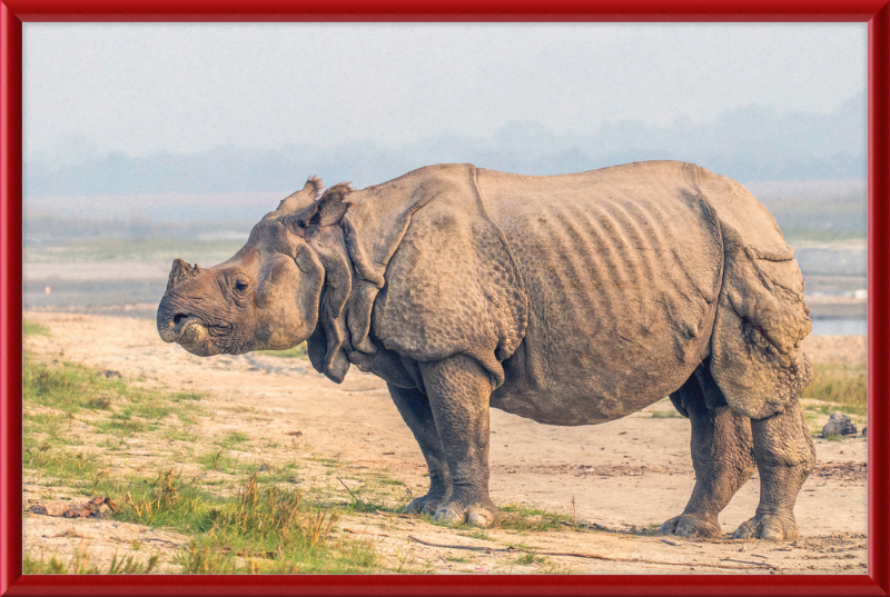 Indian Rhinoceros - Great Pictures Framed