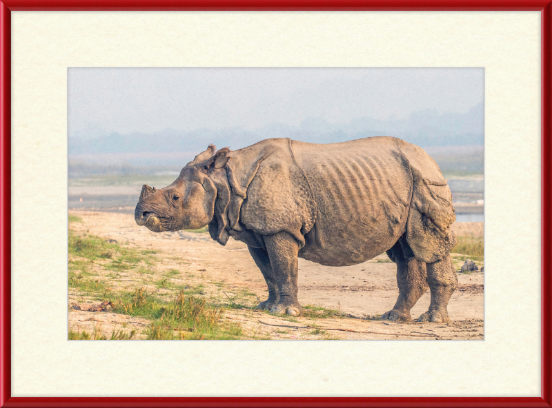 Indian Rhinoceros - Great Pictures Framed